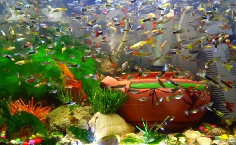 budidaya ikan guppy