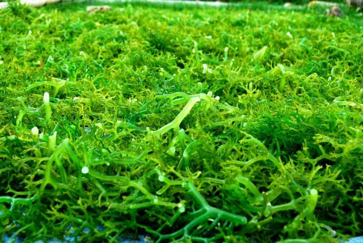 budidaya rumput laut