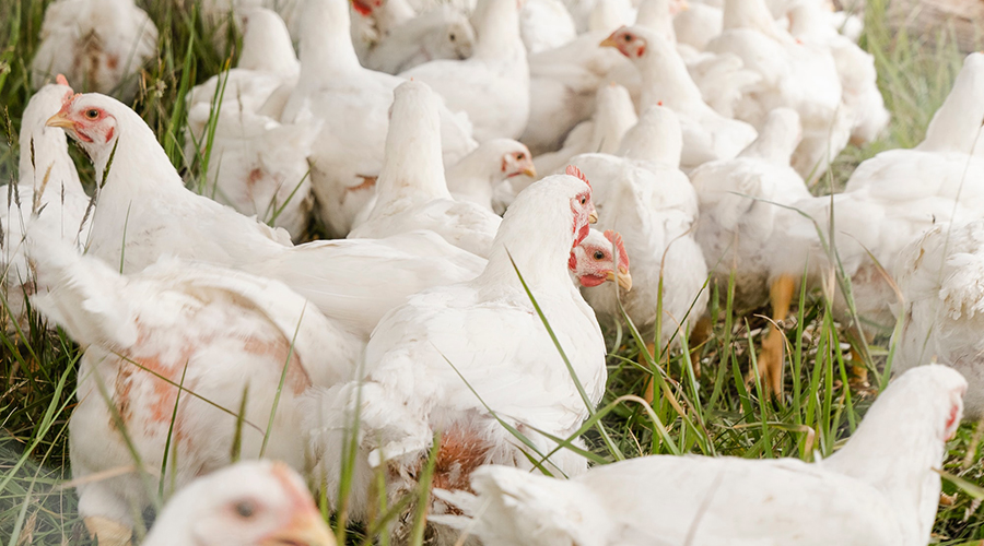 temukan harga ayam broiler hari ini untuk daerah kamu
